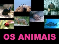 Os animais: clasificación
