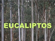 As árbores: o eucalipto