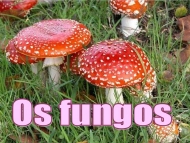 Os fungos