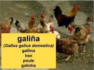 Animais domésticos: a galiña