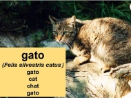 Animais domésticos: o gato