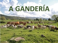 A gandería