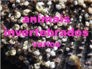 Os animais: invertebrados varios