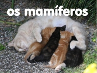 Os Animais: mamíferos