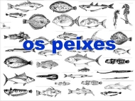 Os animais: os peixes