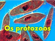 Os protozoos