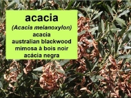 As árbores: a acacia