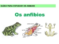 Animais: os anfibios