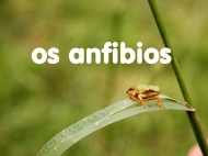 Os animais: os anfibios