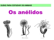 Animais: os anélidos