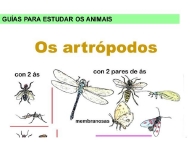 Animais: os artrópodos