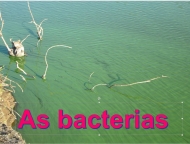 As bacterias