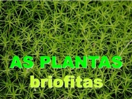 As plantas: briofitos