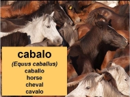 Animais domésticos: o cabalo