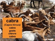 Animais domésticos: cabra