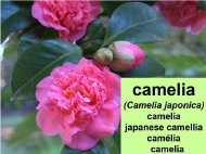 A árbores: a camelia