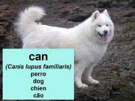 Animais domésticos: o can