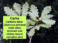 As árbores: a carba (Quercus petraea)
