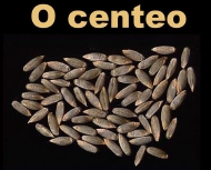 O centeo