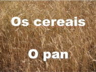 Plantas cultivadas: os cereais: o pan