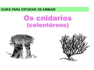 Animais: os cnidarios