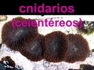 Os animais; cnidarios