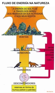 fluxo de enerxía na natureza