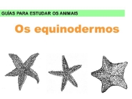 Animais: equinodermos