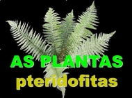 As plantas: pteridofitas (os fentos)