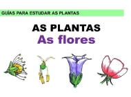 As plantas: flores