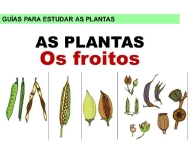 As plantas: froitos e sementes