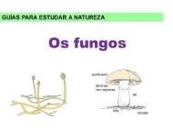 Os fungos