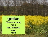 As plantas cultivadas: grelos-nabos