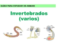 Animais: invertebrados varios