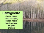 As árbores: o lamigueiro ou chopo negro