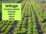 Plantas cultivadas: leituga