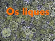 Os liques