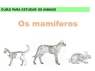 Animais: os mamíferos