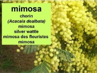 As árbores: a mimosa