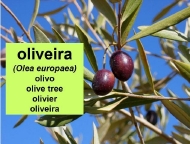 As árbores: a oliveira