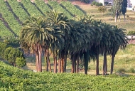 As árbores: as palmeiras ou palmas