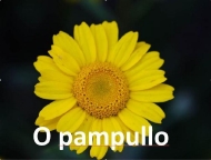 O pampullo