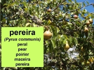 As árbores: a pereira