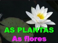 As plantas: as flores