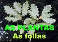 As plantas: as follas