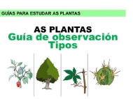 As plantas. Guía e tipos