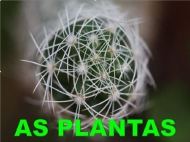 As plantas. Educación Primaria.