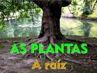 As plantas: raíz