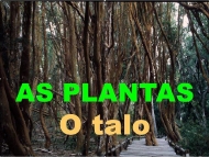 As plantas: o talo