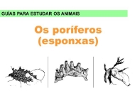 Animais: poríferos